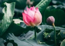 Resilience