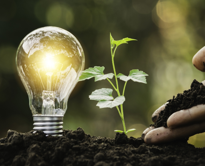 light bulb plant energy